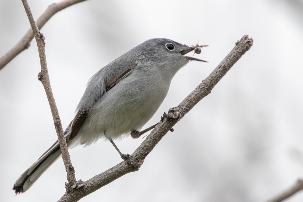 ברחשית כחלחלה - ML646611885