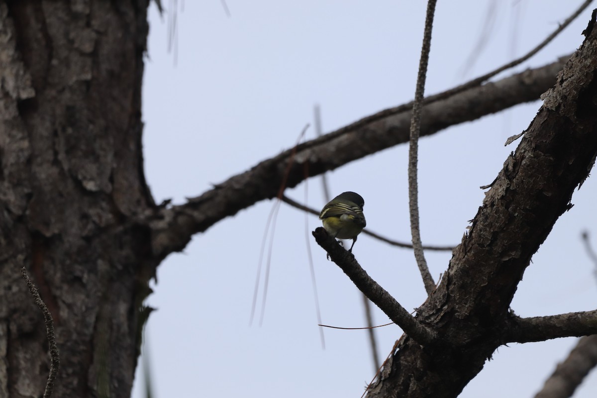 zelenáček brýlový - ML646611886