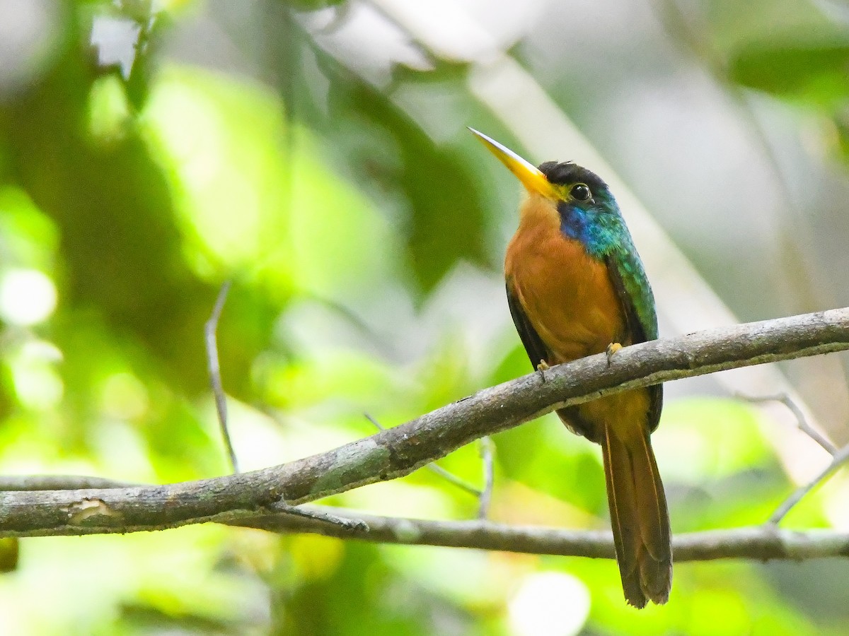 Blue-cheeked Jacamar - ML646611888