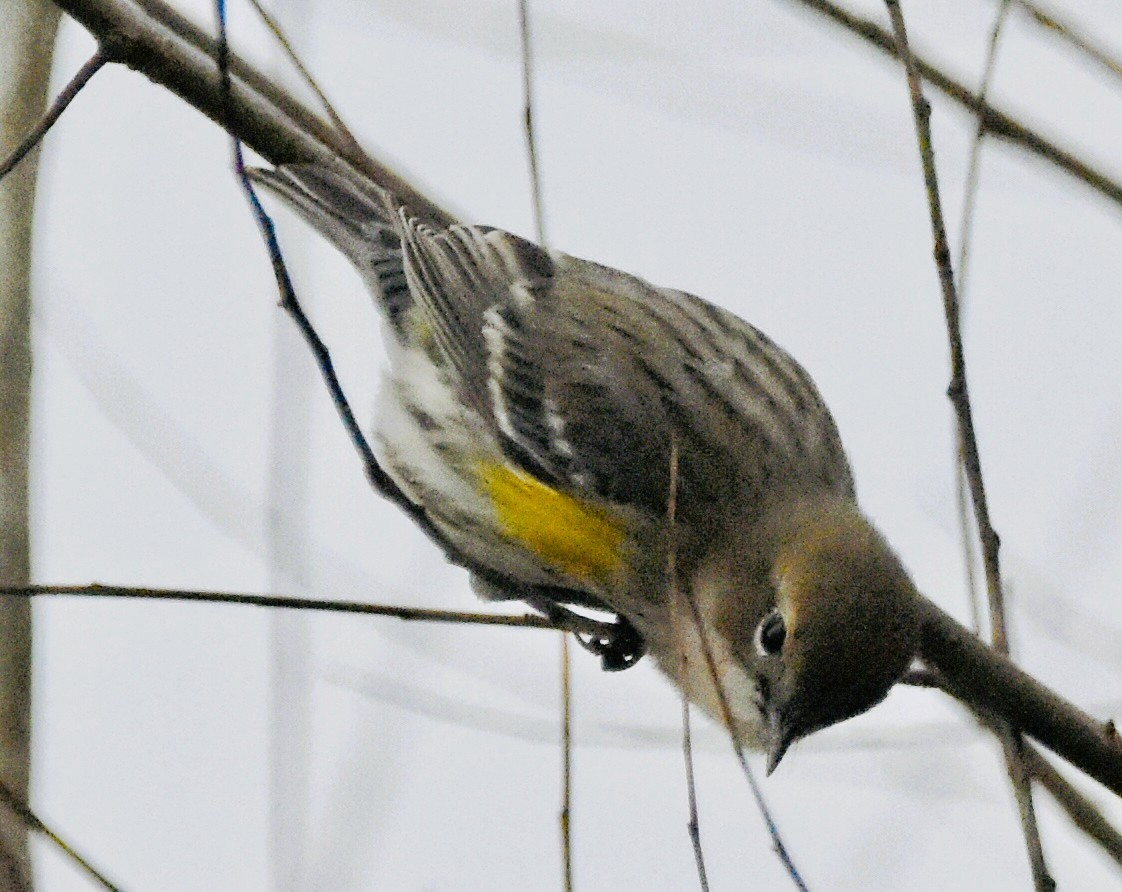 Yellow-rumped Warbler - ML646611889