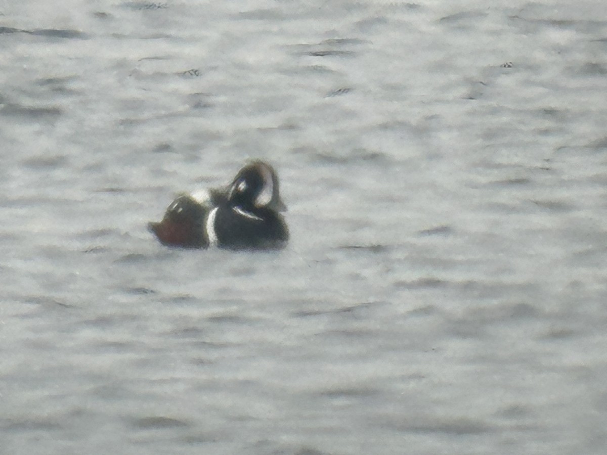 Harlequin Duck - ML646611890