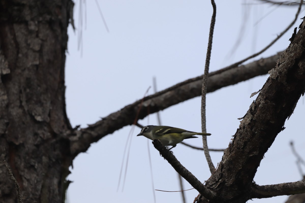 zelenáček brýlový - ML646611891