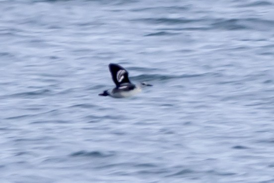 ハジロウミバト - ML646611893