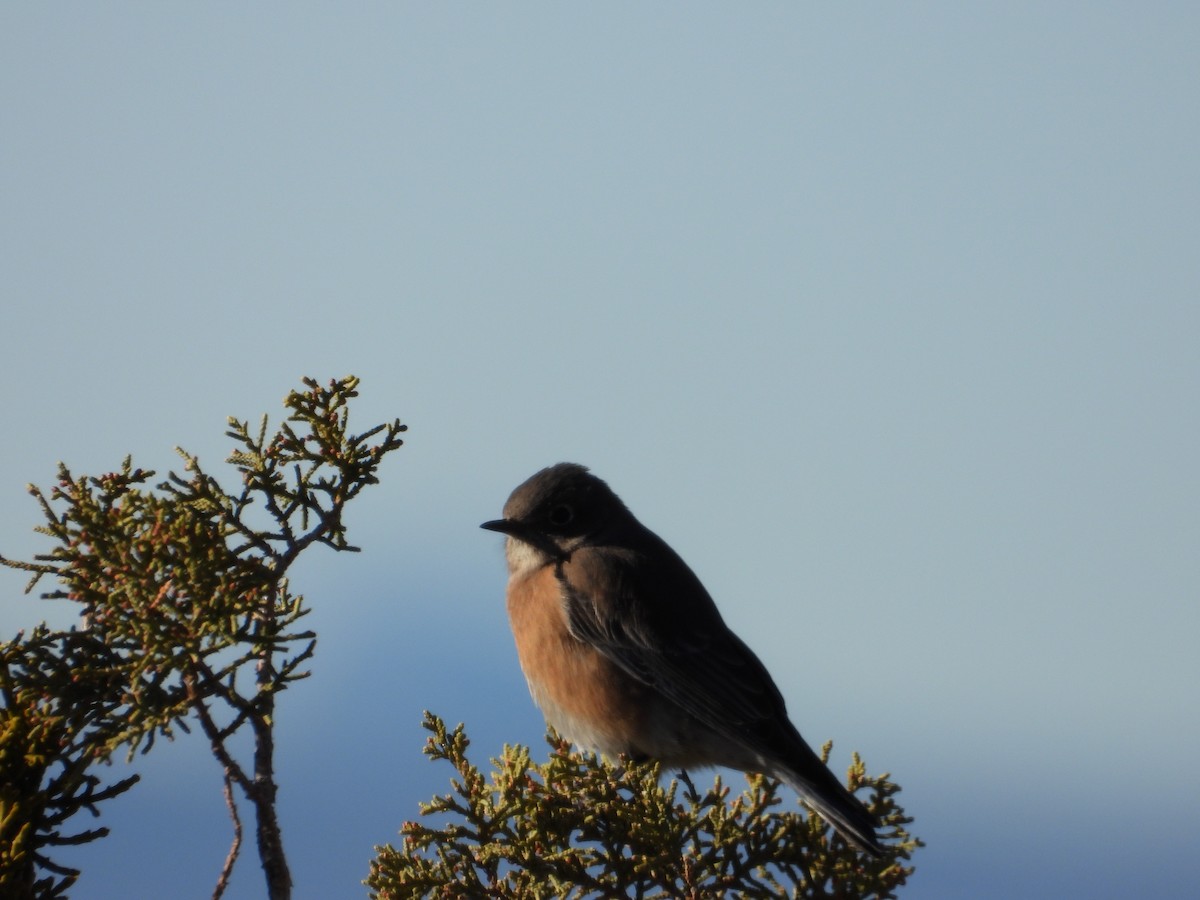 Blaukehl-Hüttensänger - ML646611897