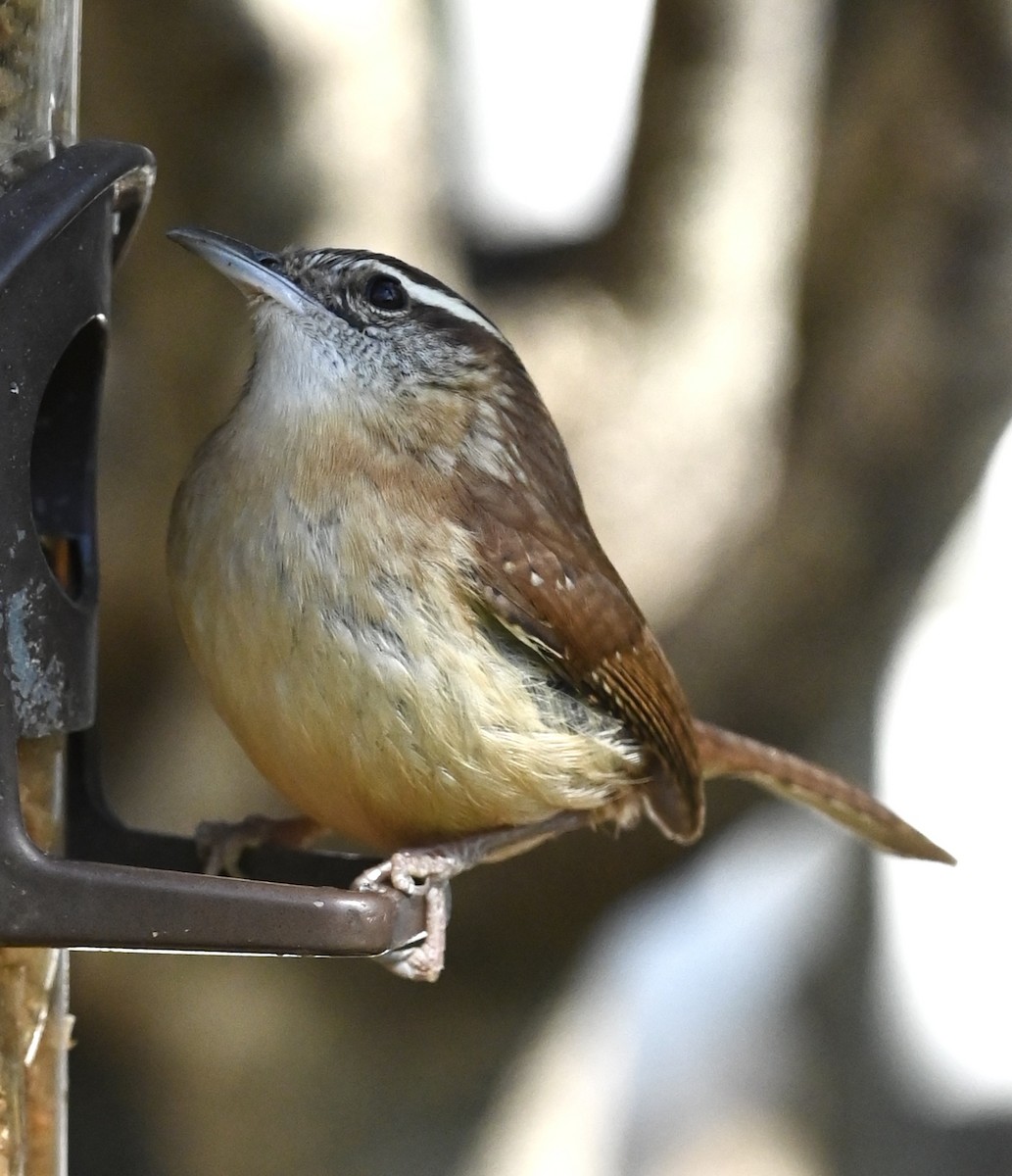 Carolina Wren - ML646611900