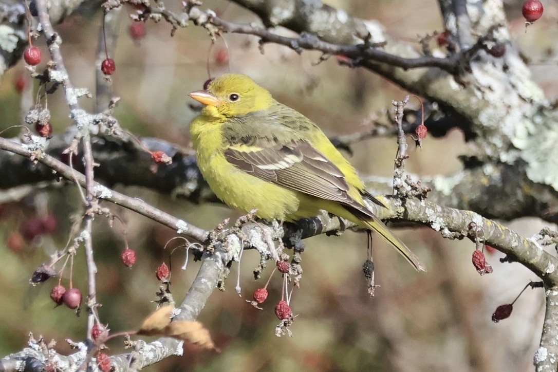 Western Tanager - ML646611903