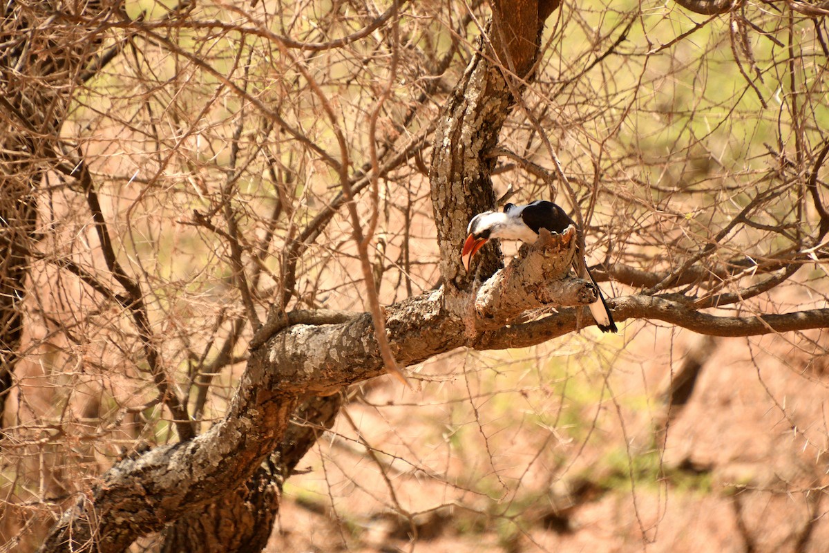 Kara Gözlü Boynuzgaga - ML646611905