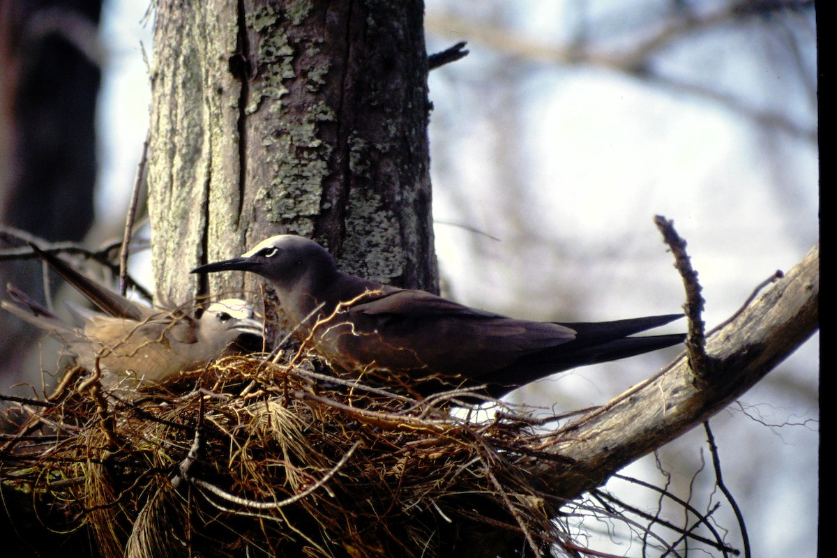 svartnoddy - ML646611906