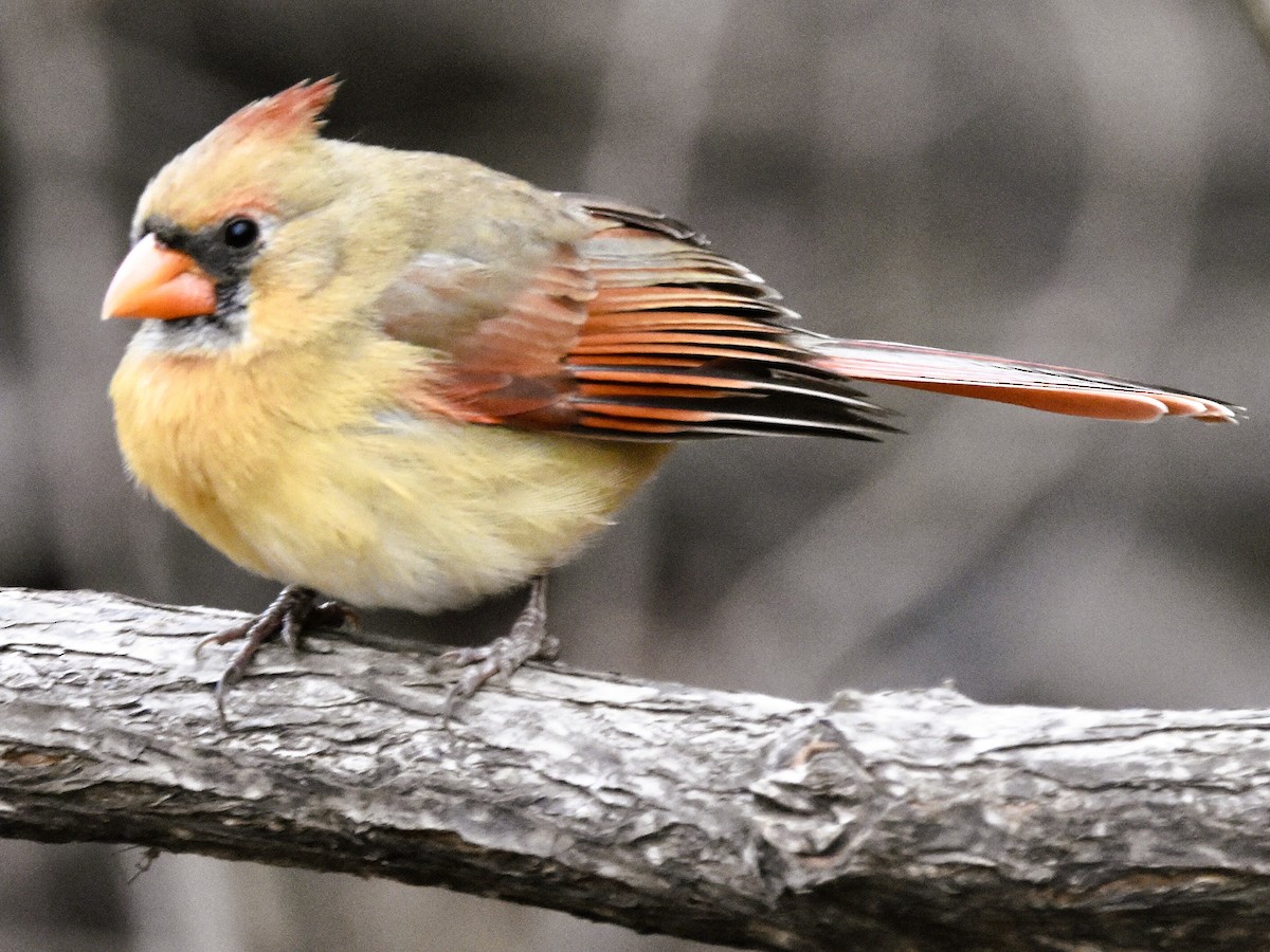 Northern Cardinal - ML646611908