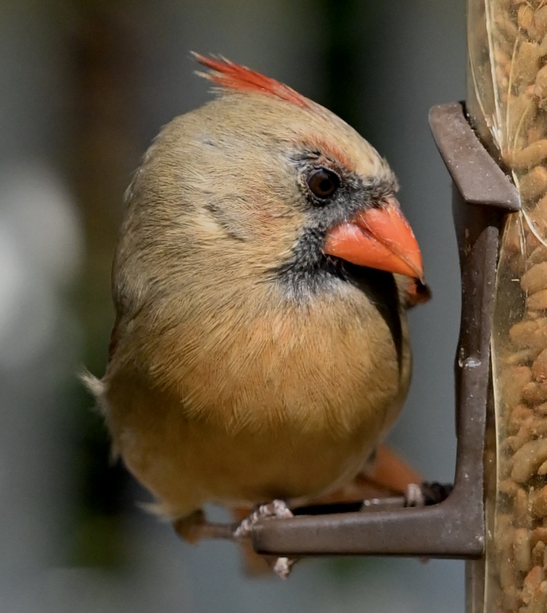 Northern Cardinal - ML646611909
