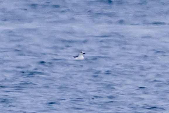 ハジロウミバト - ML646611912