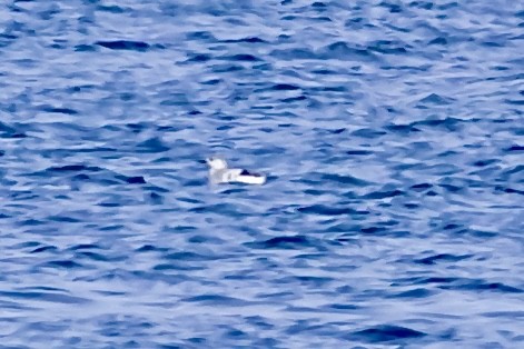 ハジロウミバト - ML646611913