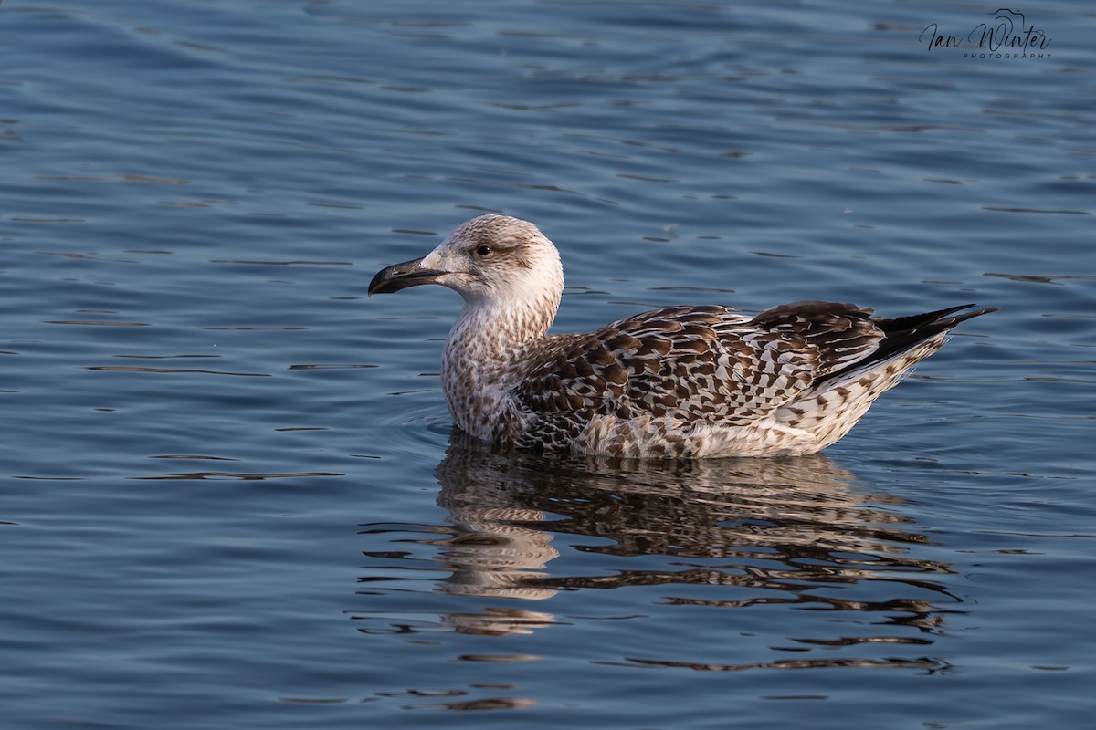 Great Black-backed Gull - ML646611915