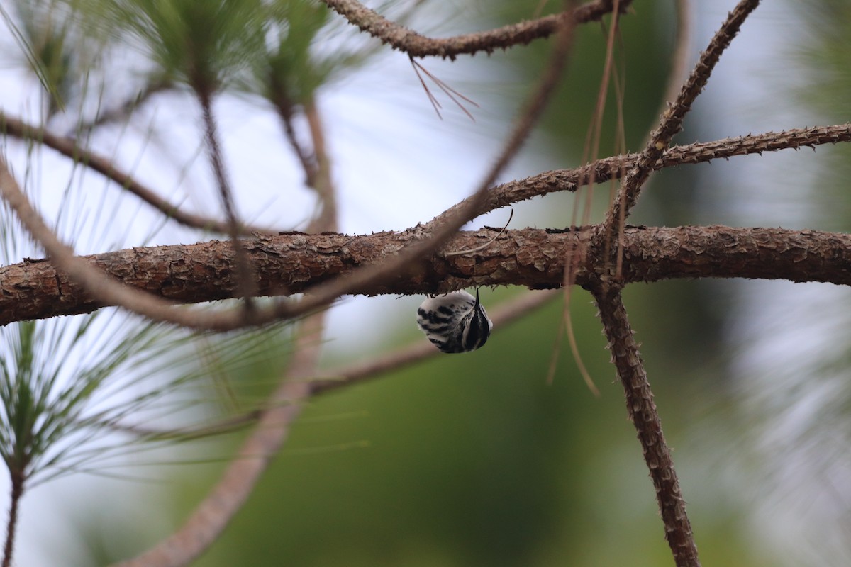 Black-and-white Warbler - ML646611917