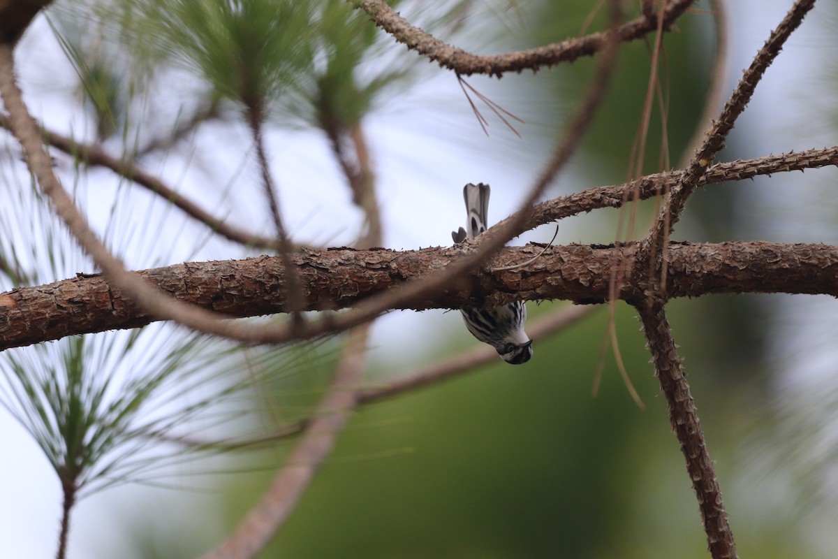 Black-and-white Warbler - ML646611918