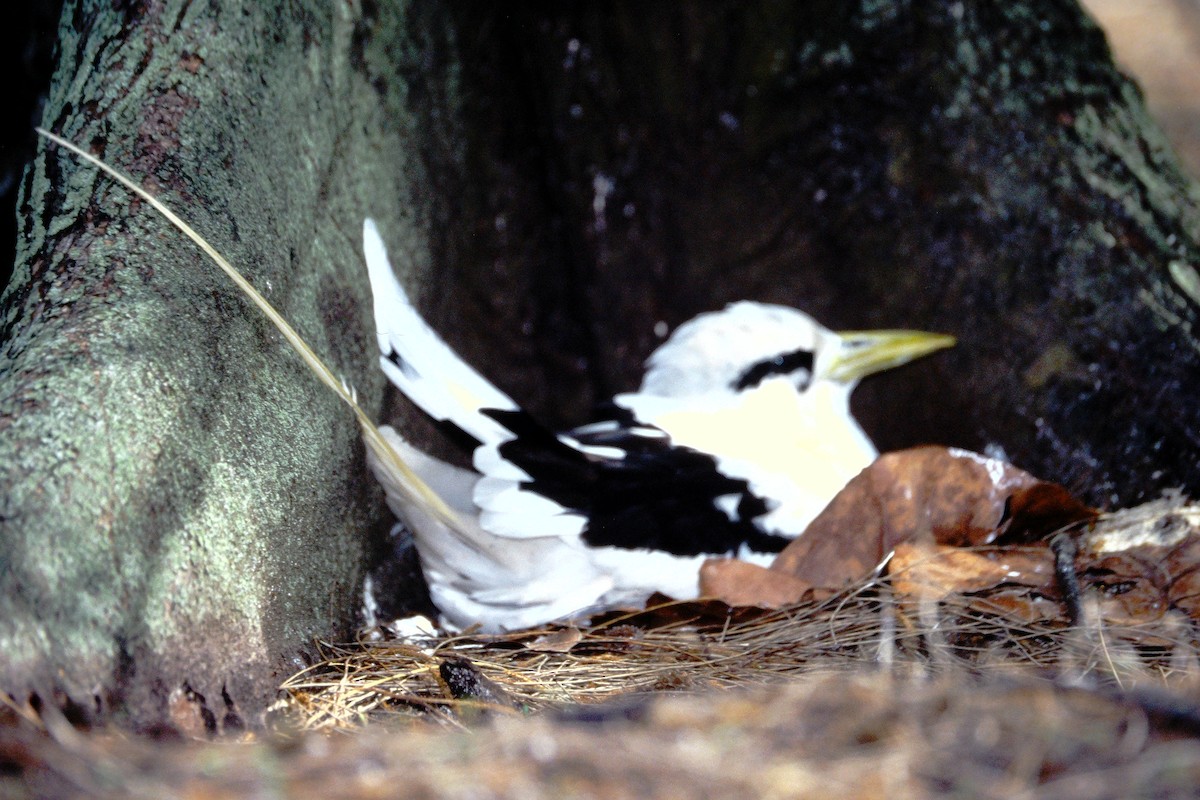White-tailed Tropicbird - ML646611919