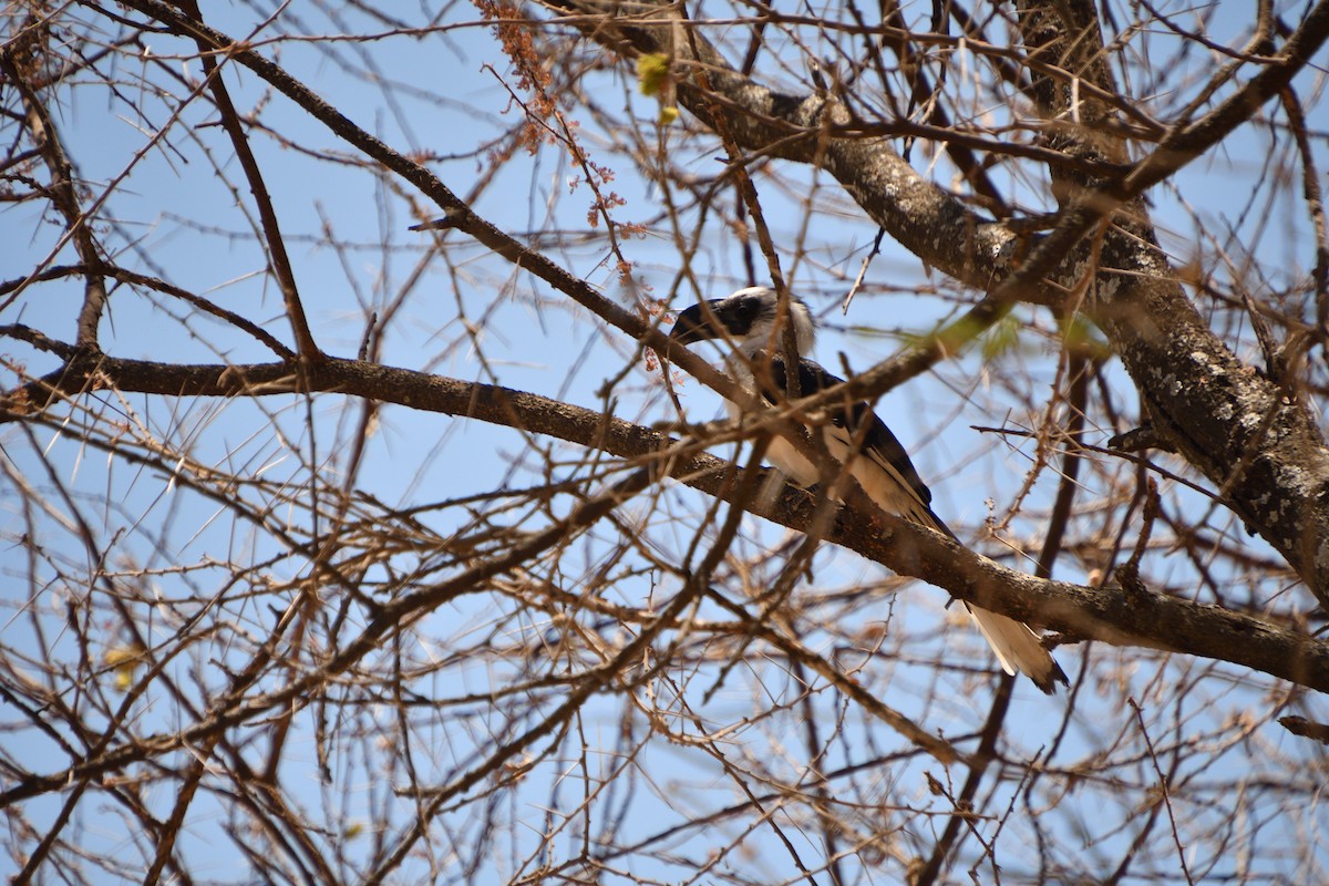 Kara Gözlü Boynuzgaga - ML646611920