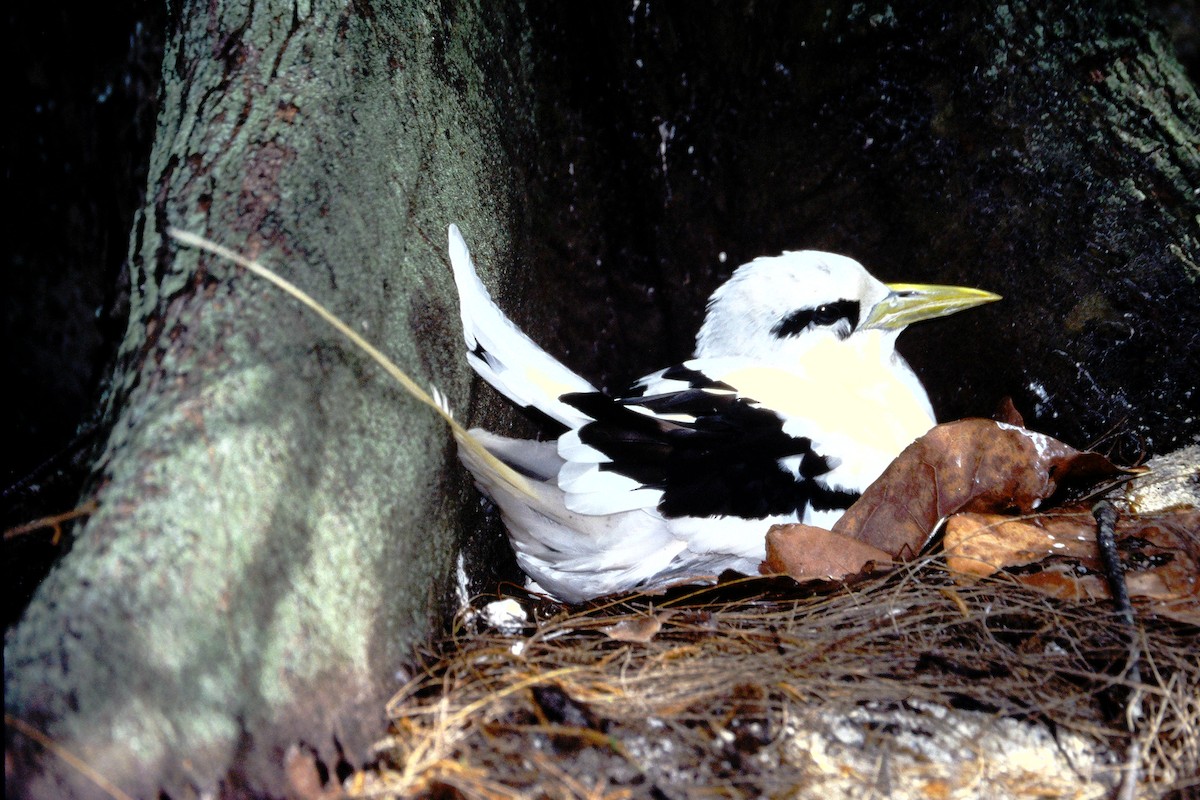 White-tailed Tropicbird - ML646611922