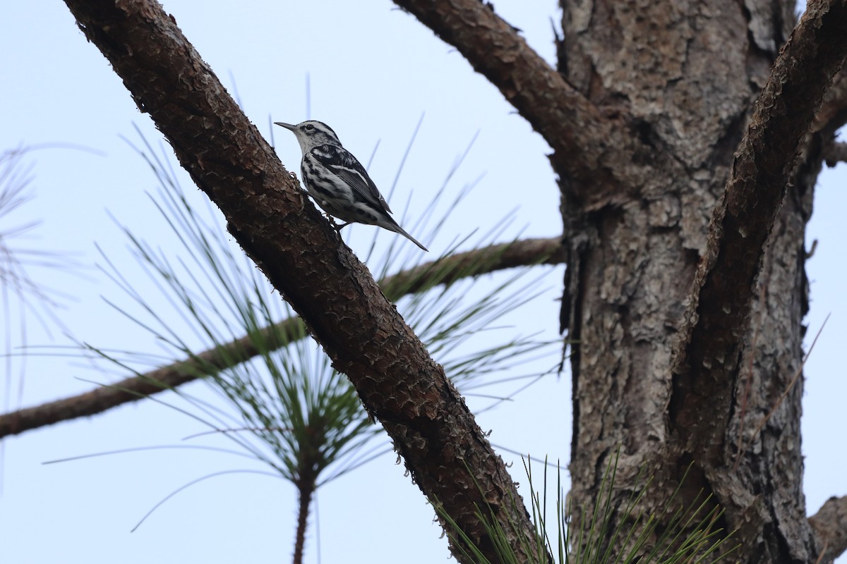Black-and-white Warbler - ML646611924