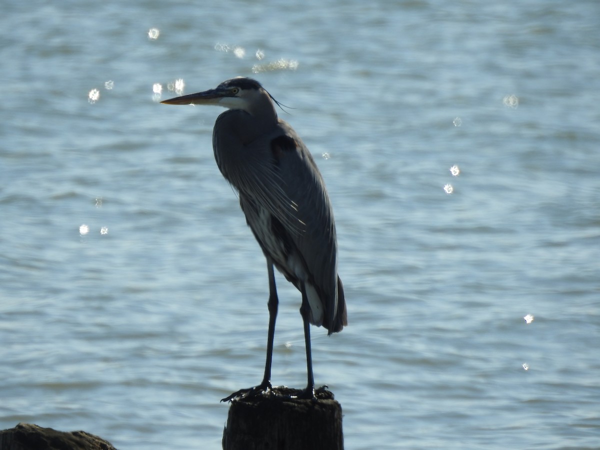 Great Blue Heron - ML646611925