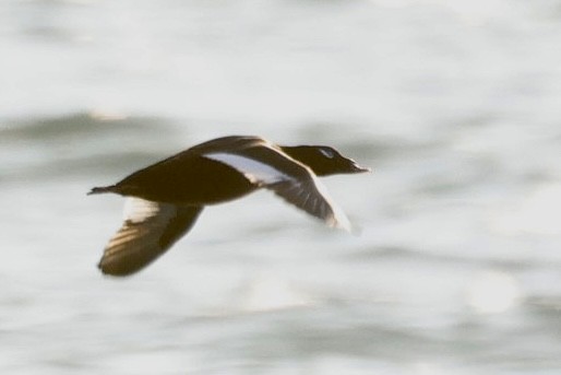 White-winged Scoter - ML646611926