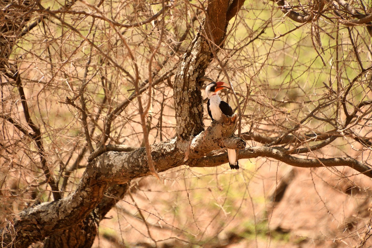 Kara Gözlü Boynuzgaga - ML646611928