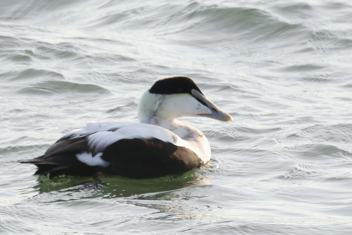 Common Eider - ML646611930