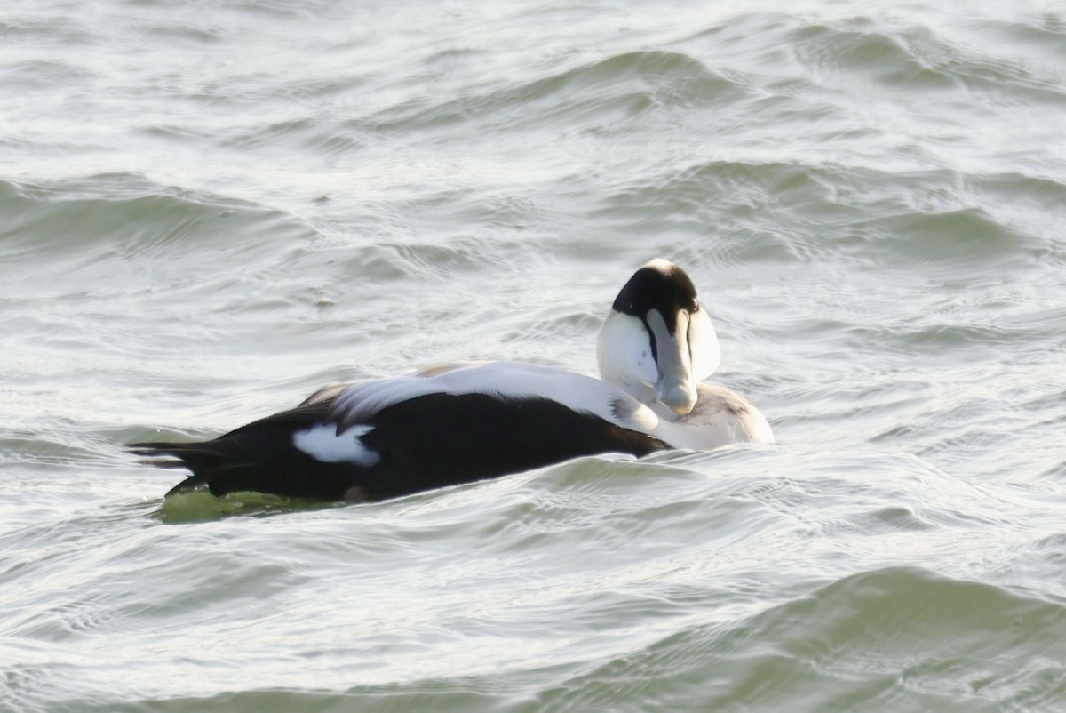Common Eider - ML646611931