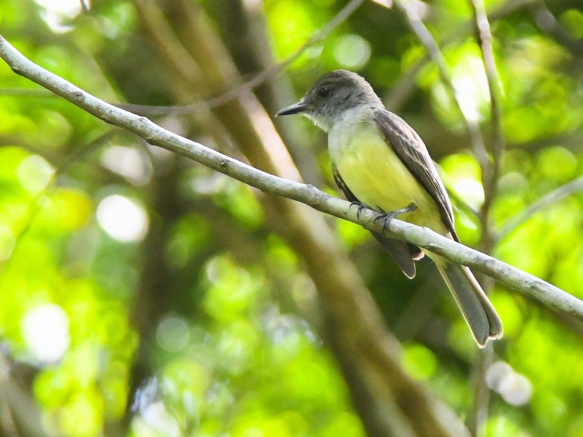 Dusky-capped Flycatcher - ML646611933