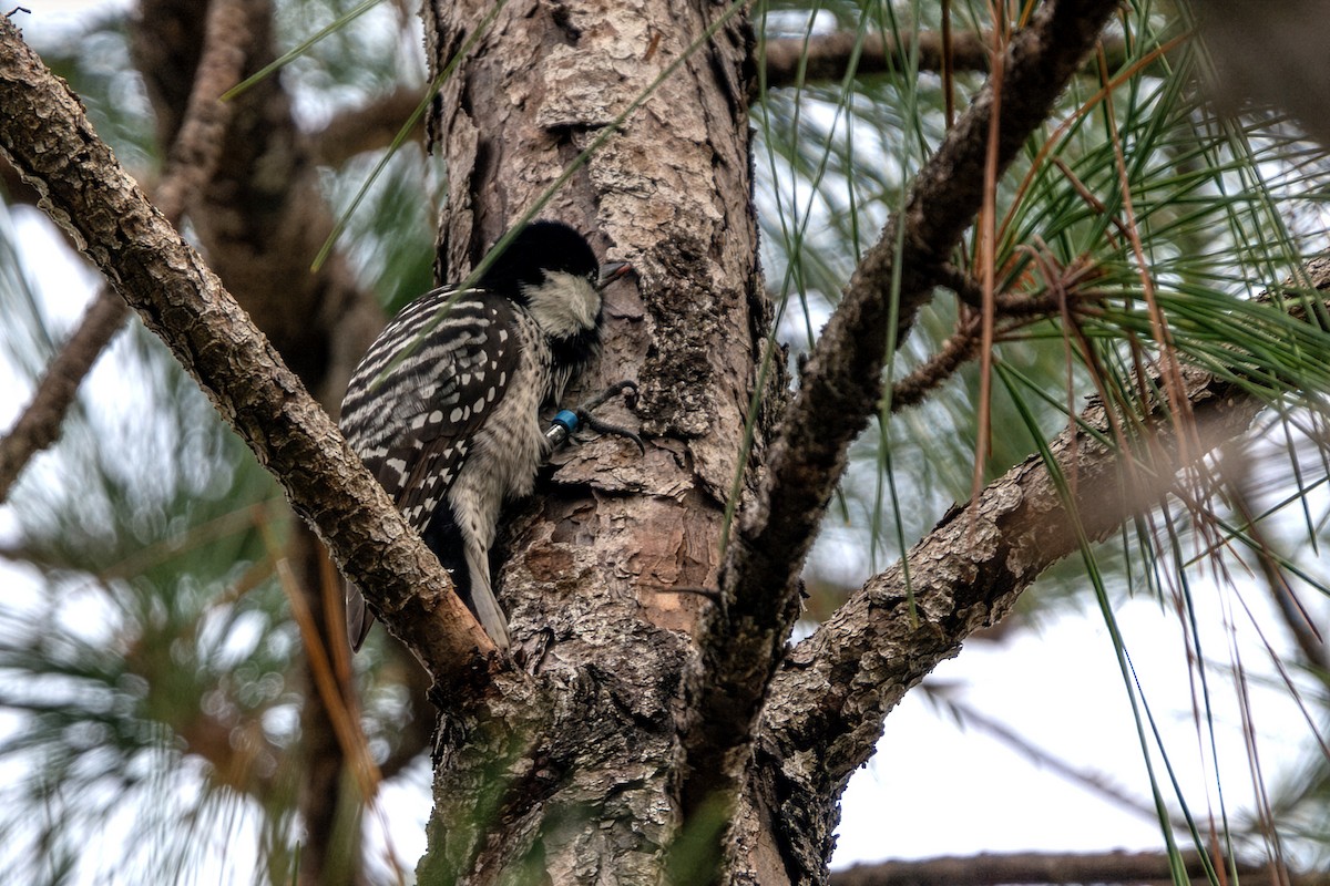 Red-cockaded Woodpecker - ML646611935
