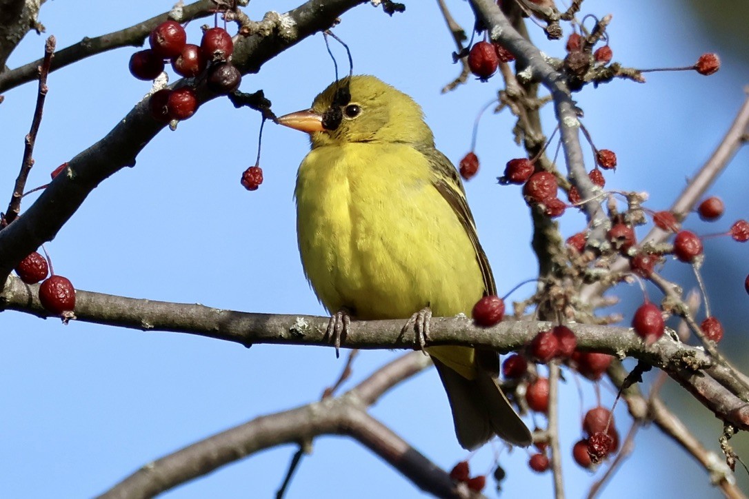 Western Tanager - ML646611940