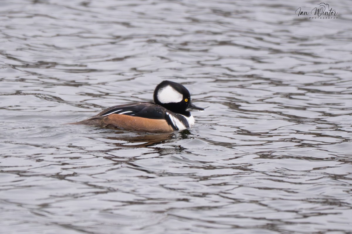 Hooded Merganser - ML646611942