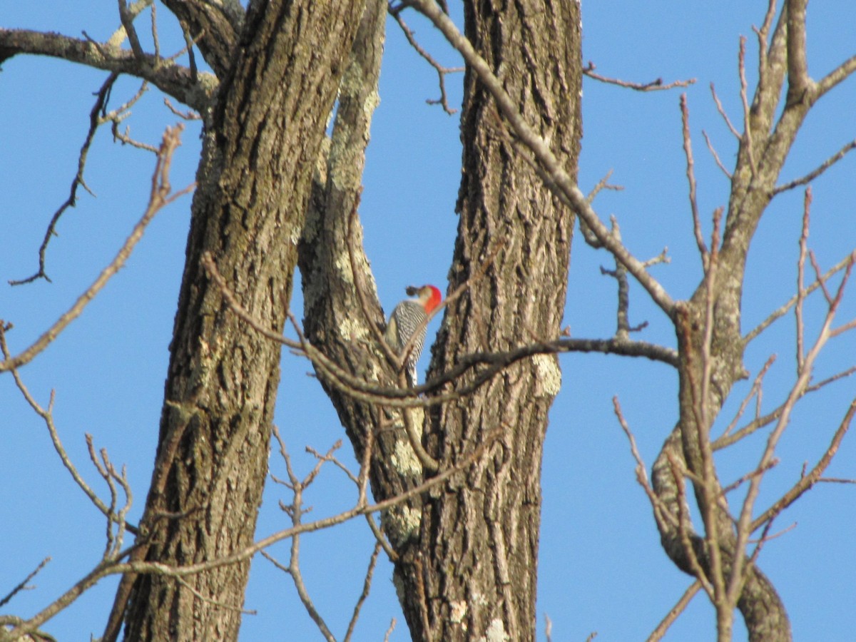 Carpintero de Carolina - ML646611943