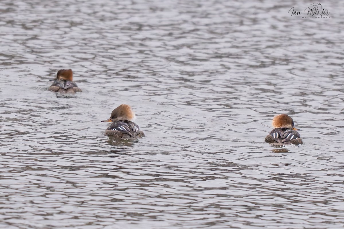 Hooded Merganser - ML646611944
