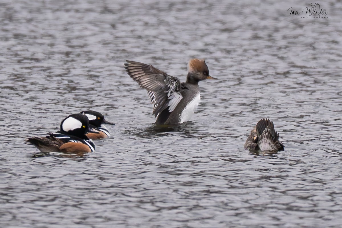 Hooded Merganser - ML646611947
