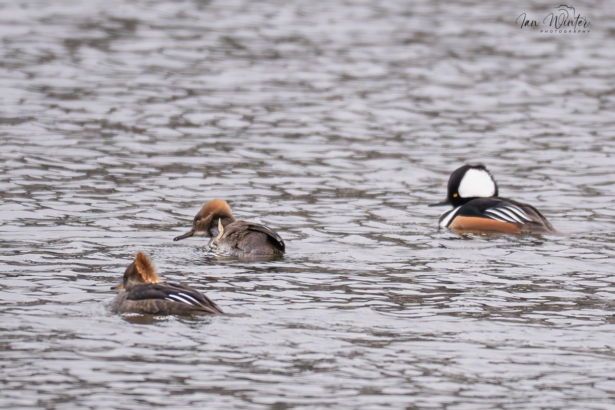 Hooded Merganser - ML646611948