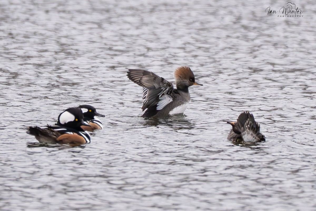 Hooded Merganser - ML646611949