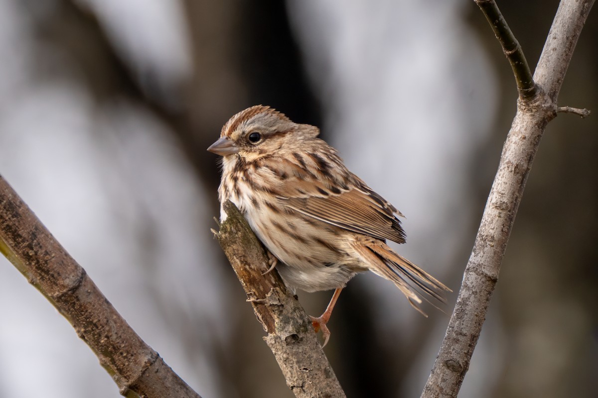 Song Sparrow - ML646611950