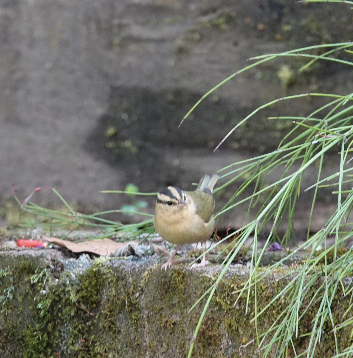 Пісняр-борсучок - ML646611953