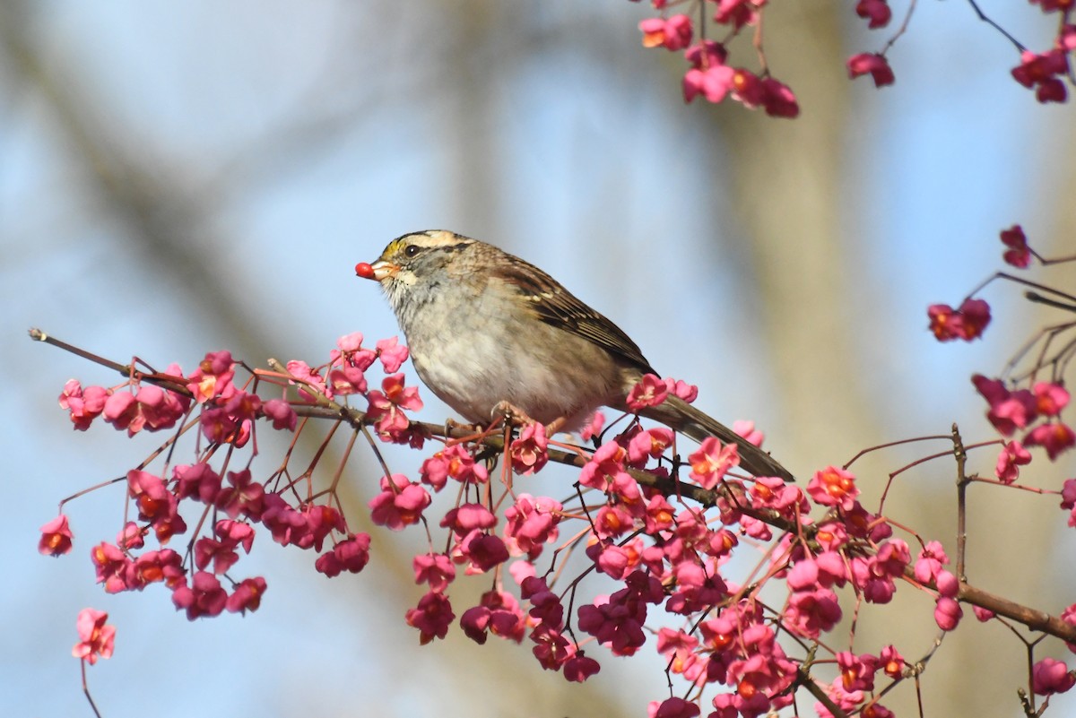 Бруант білогорлий - ML646611954