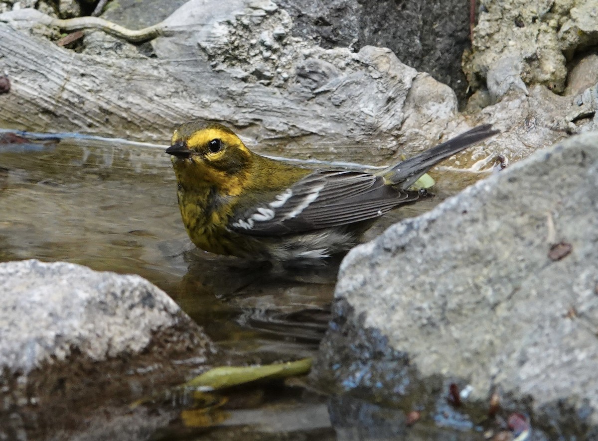 Пісняр-лісовик західний - ML646611961
