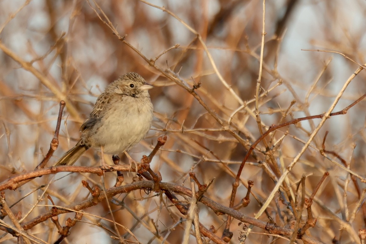 Cassin's Sparrow - ML646611962