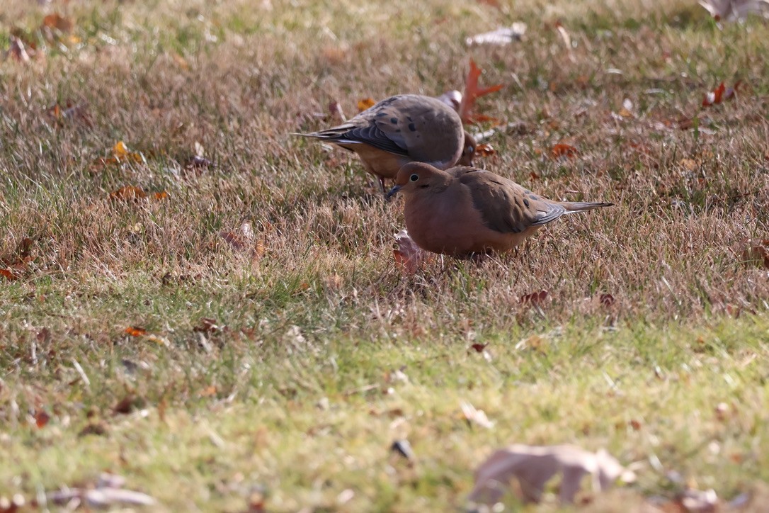 hrdlička karolínská - ML646611965