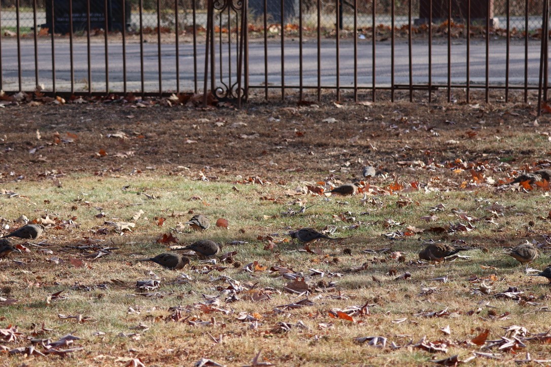 Mourning Dove - ML646611966