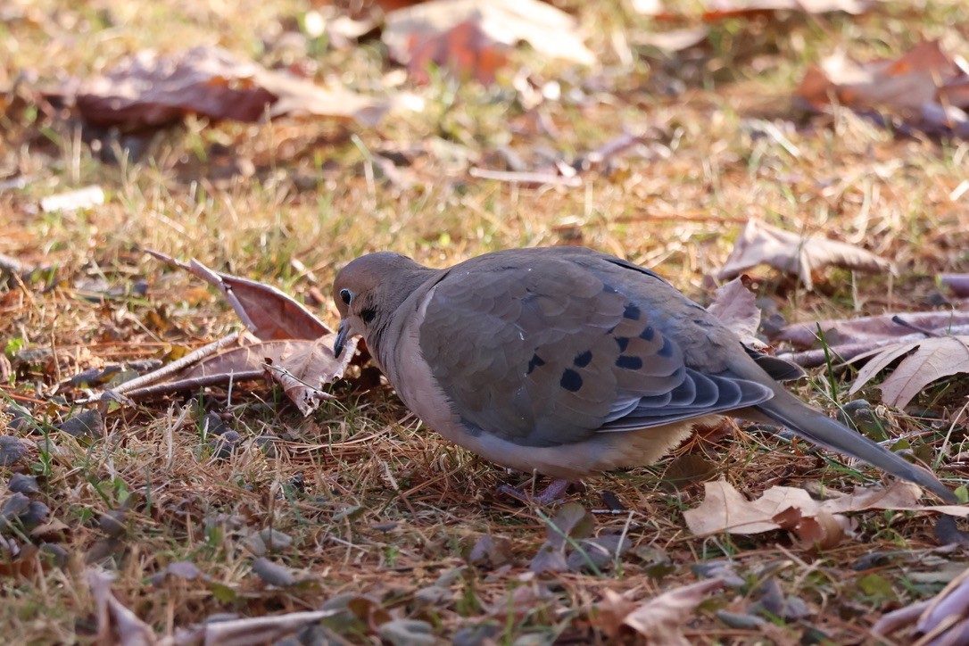 Mourning Dove - ML646611967