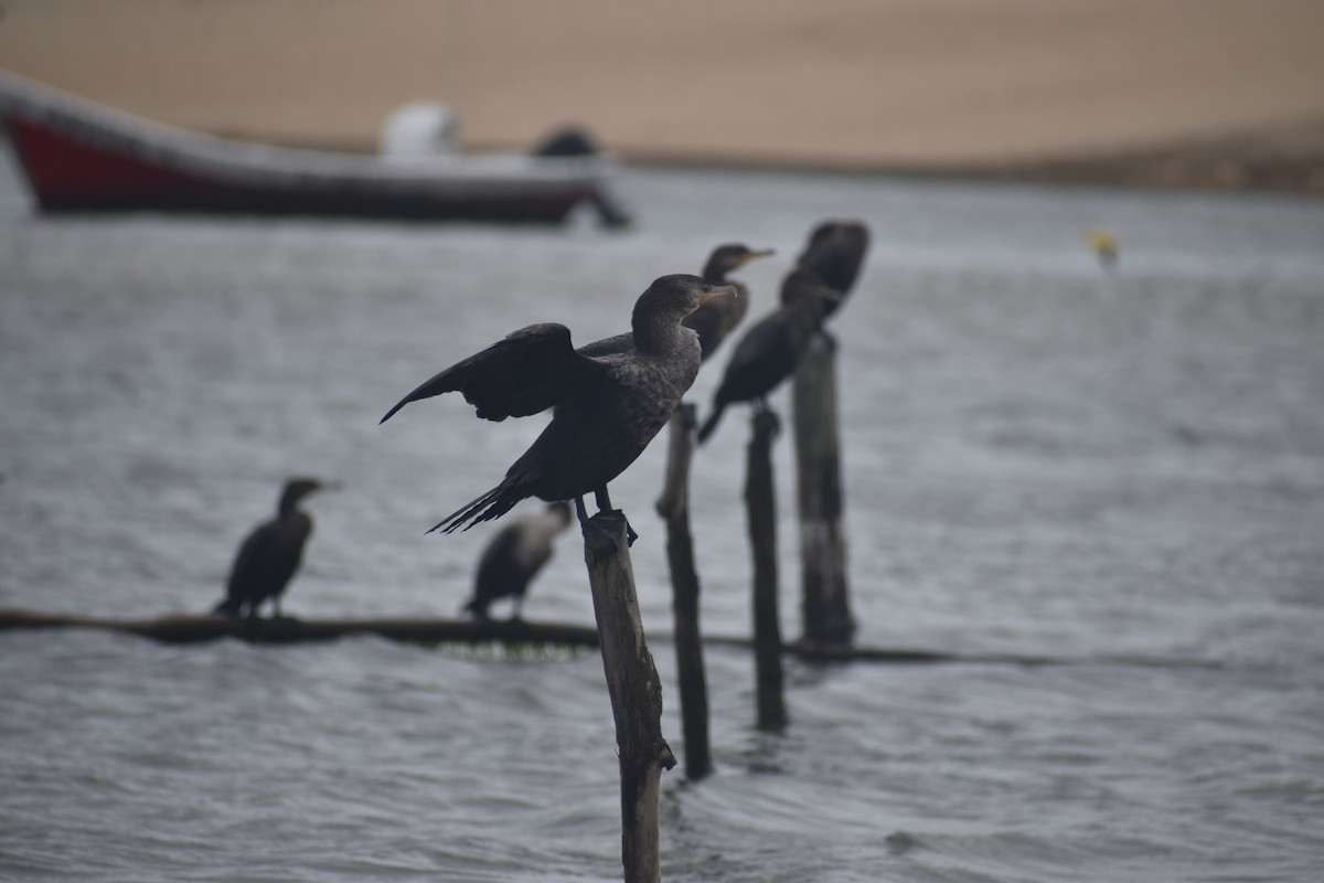 Neotropic Cormorant - ML646611973