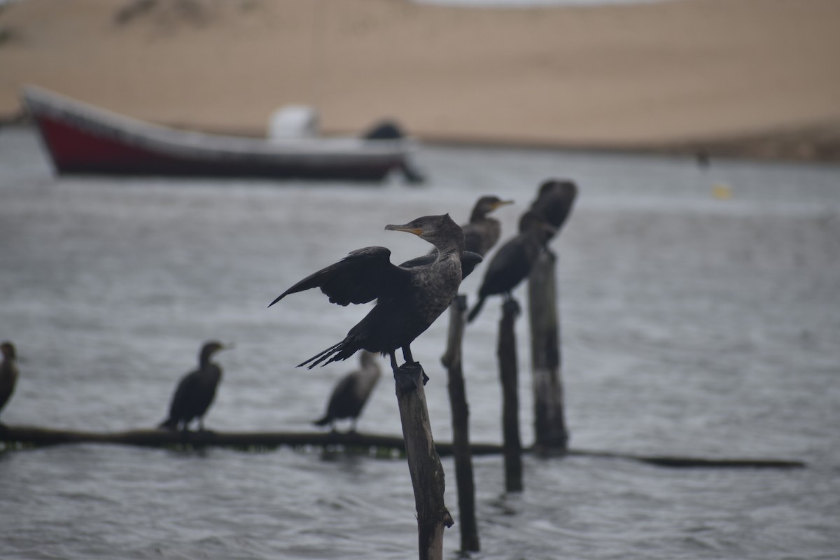 Neotropic Cormorant - ML646611974