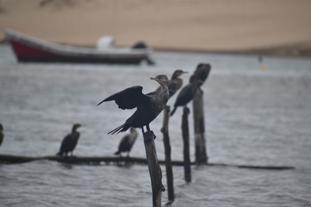 Neotropic Cormorant - ML646611975