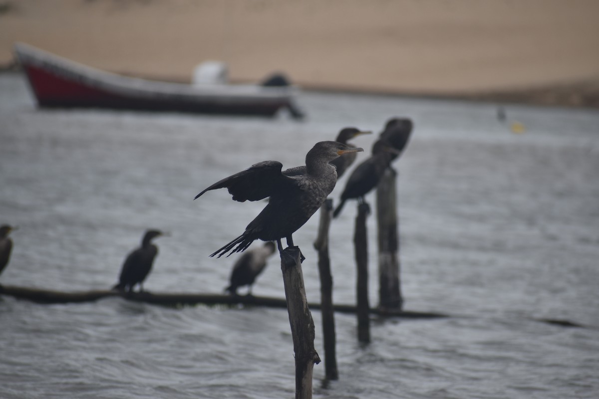 Neotropic Cormorant - ML646611976