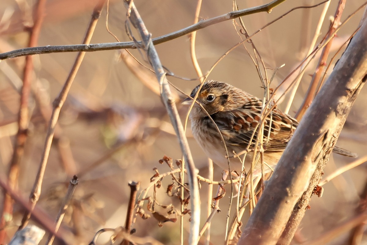 Grasshopper Sparrow - ML646611978